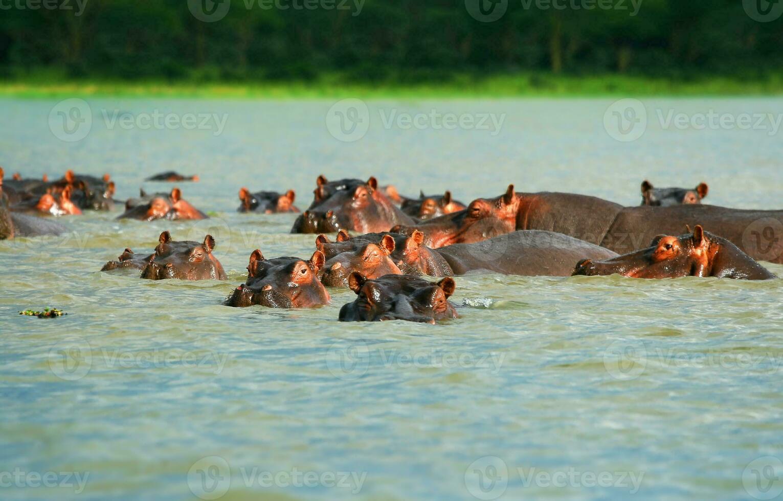 Flusspferde Familie im das See foto