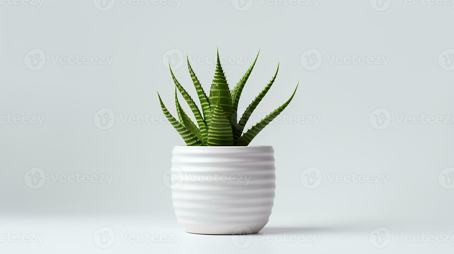Foto von Haworthia im minimalistisch Topf wie Zimmerpflanze zum Zuhause Dekoration isoliert auf Weiß Hintergrund. generativ ai