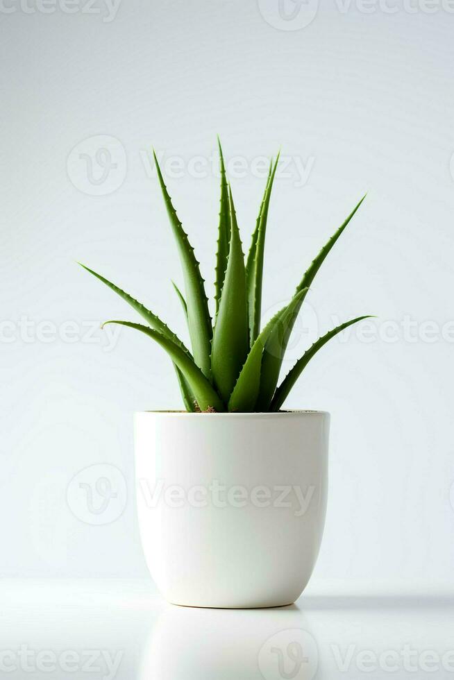 Foto von Aloe vera im minimalistisch Topf wie Zimmerpflanze zum Zuhause Dekoration isoliert auf Weiß Hintergrund. generativ ai