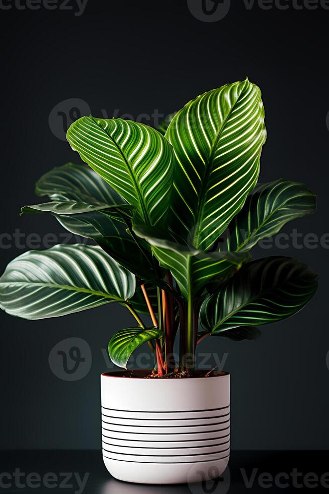 Foto von Calathea orbifolia im minimalistisch Topf wie Zimmerpflanze zum Zuhause Dekoration isoliert auf schwarz Hintergrund. generativ ai