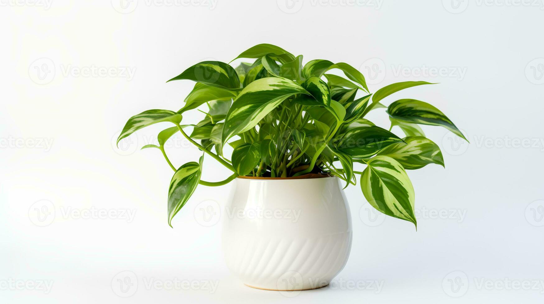 Foto von Epipremnum Aureum im minimalistisch Topf wie Zimmerpflanze zum Zuhause Dekoration isoliert auf Weiß Hintergrund. generativ ai