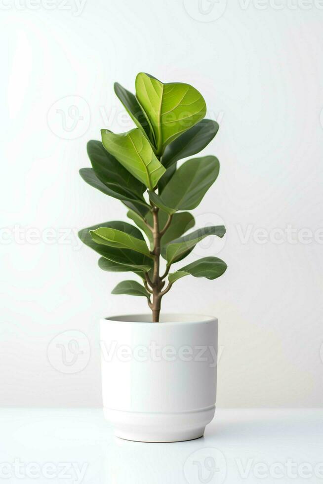 Foto von Ficus Lyrata im minimalistisch Topf wie Zimmerpflanze zum Zuhause Dekoration isoliert auf Weiß Hintergrund. generativ ai