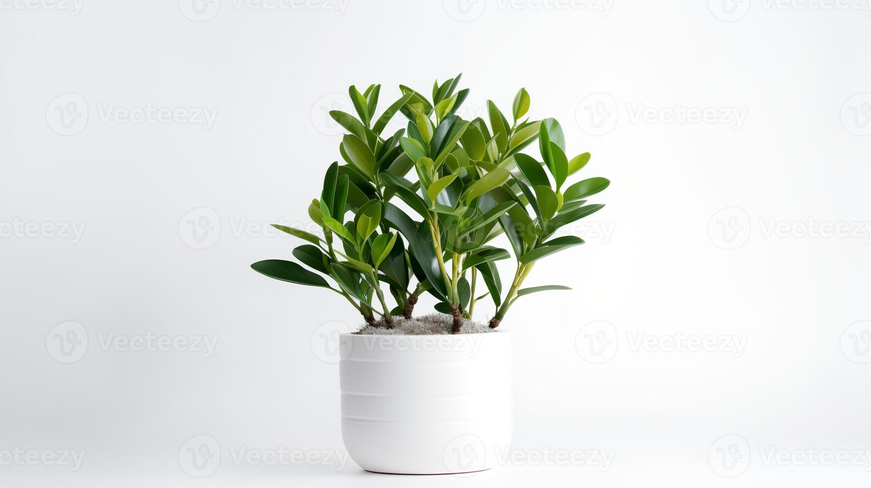 Foto von Zamioculcas zamiifolia im minimalistisch Topf wie Zimmerpflanze zum Zuhause Dekoration isoliert auf Weiß Hintergrund. generativ ai