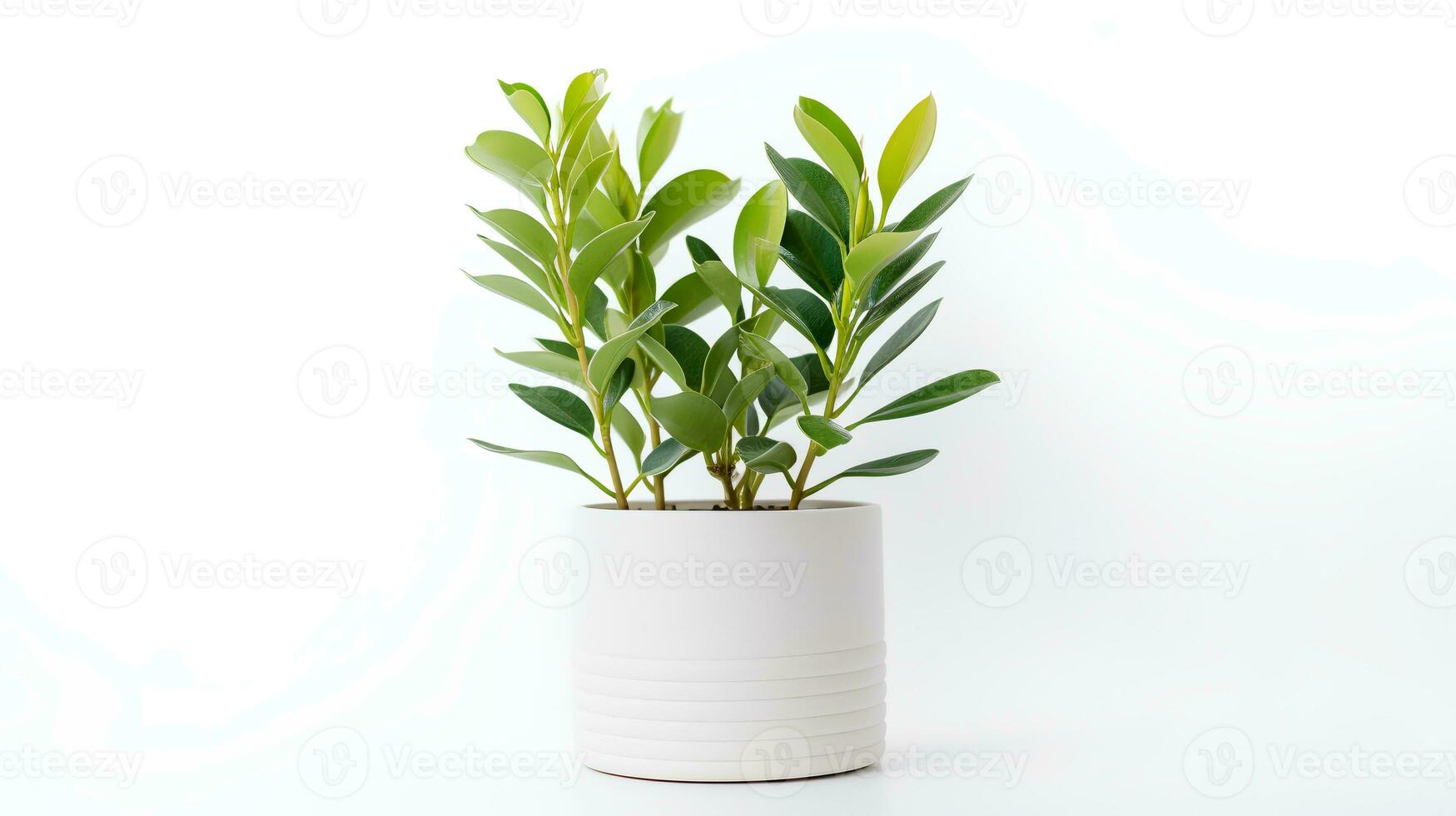 Foto von Zamioculcas zamiifolia im minimalistisch Topf wie Zimmerpflanze zum Zuhause Dekoration isoliert auf Weiß Hintergrund. generativ ai