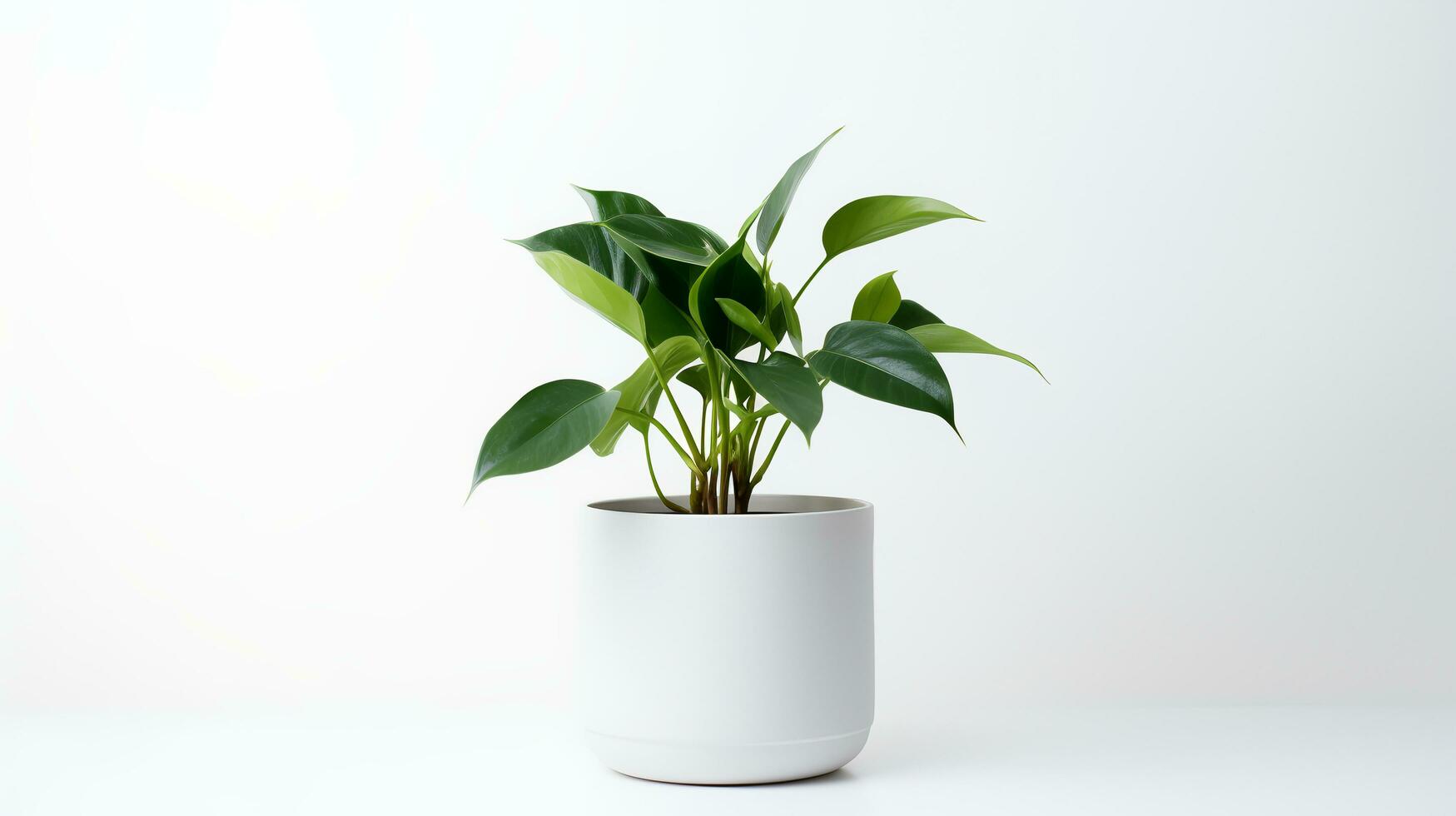 Foto von Zier Pflanzen im minimalistisch Topf wie Zimmerpflanze zum Zuhause Dekoration isoliert auf Weiß Hintergrund. generativ ai