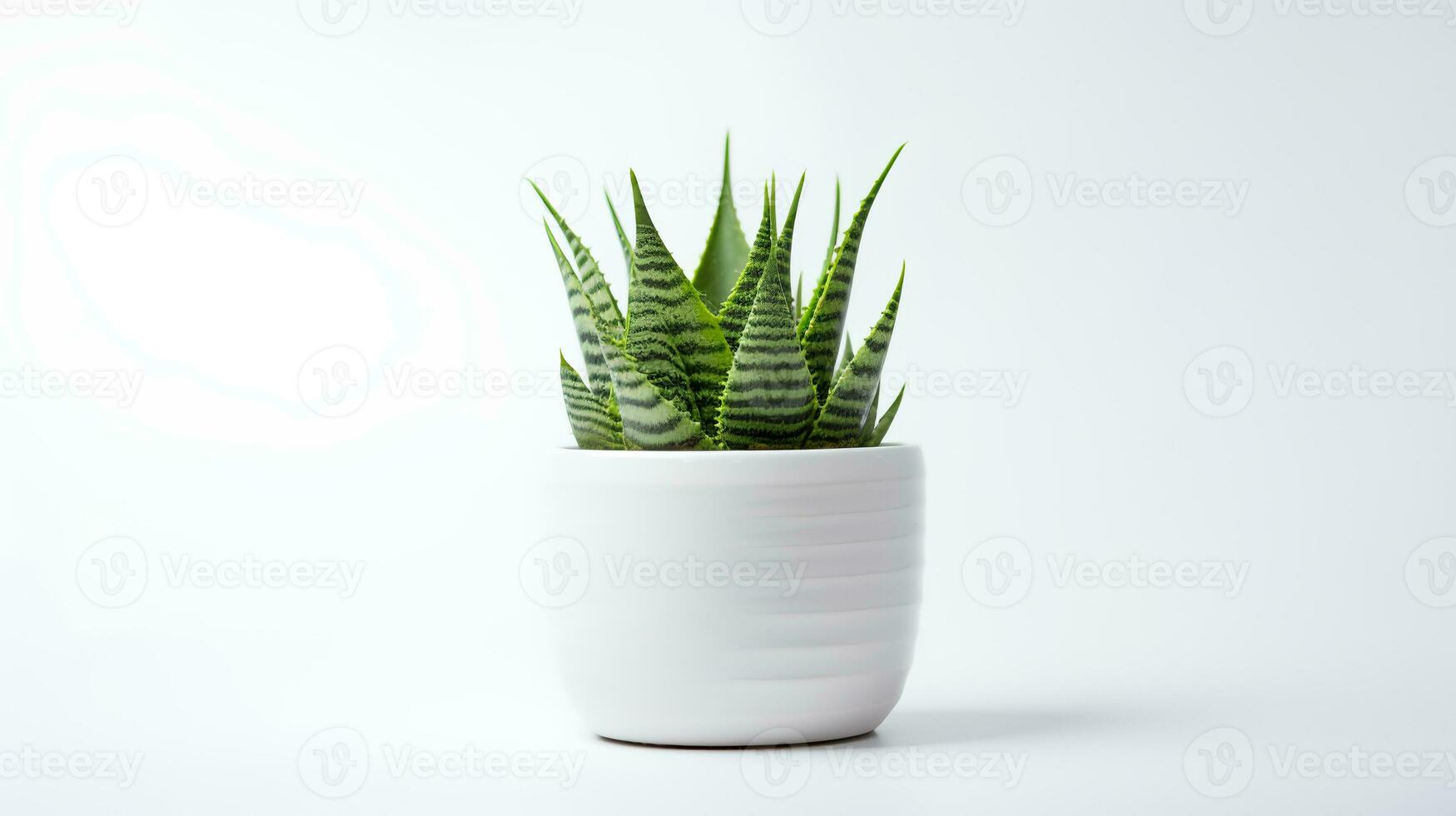 Foto von Haworthia im minimalistisch Topf wie Zimmerpflanze zum Zuhause Dekoration isoliert auf Weiß Hintergrund. generativ ai