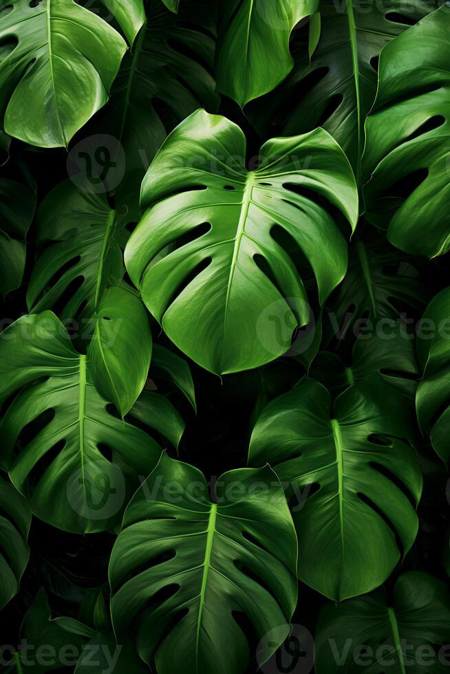 Foto von Nahansicht Monstera Blätter auf schwarz Hintergrund. generativ ai