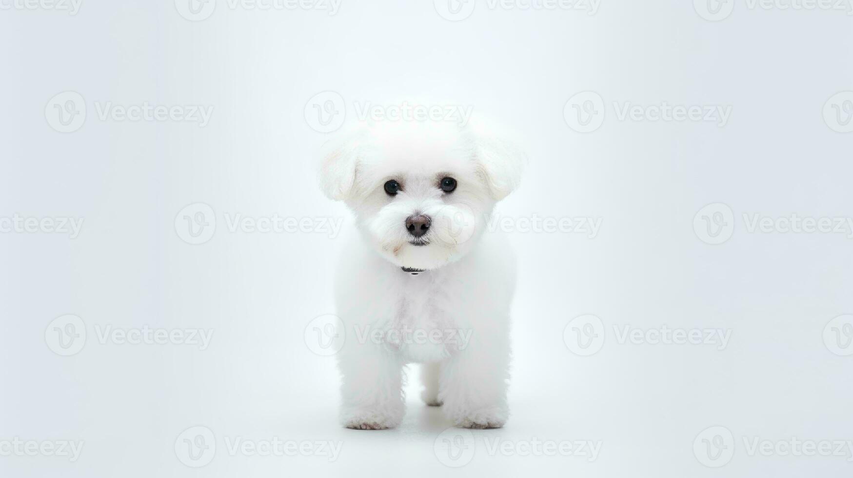 Foto von ein Bichon fise Hund auf Weiß Hintergrund. generativ ai