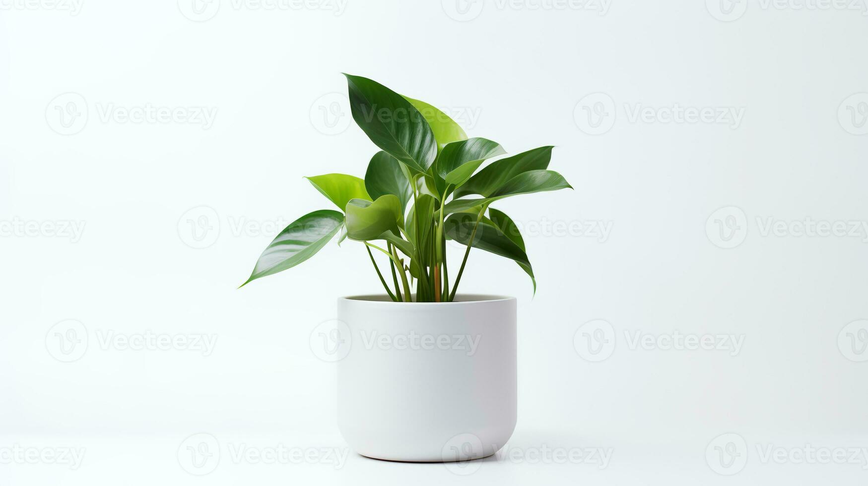 Foto von Anubiasin minimalistisch Topf wie Zimmerpflanze zum Zuhause Dekoration isoliert auf Weiß Hintergrund. generativ ai