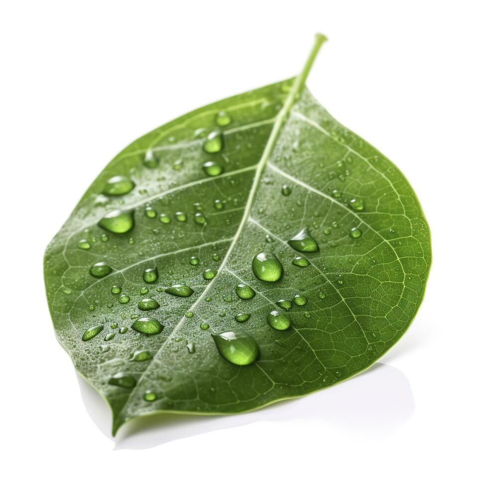 grün Grün Blatt mit Wasser Tropfen isoliert auf Weiß Hintergrund, generieren ai foto