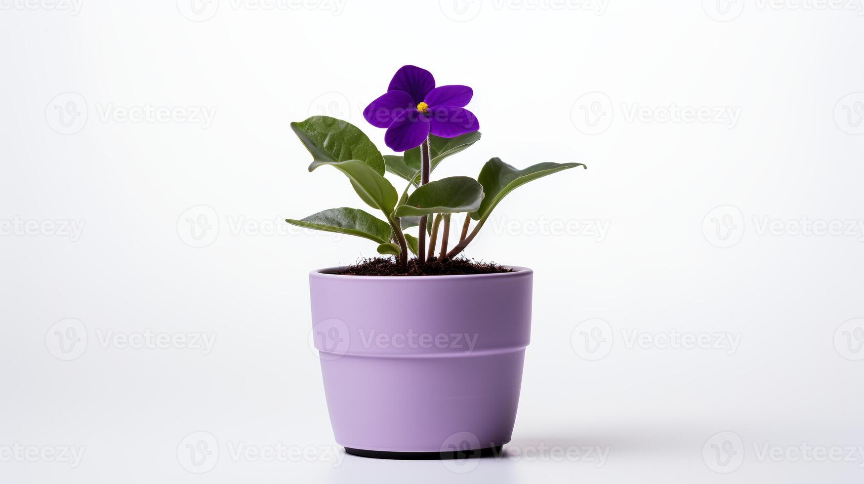 Foto von violett Blume im minimalistisch Topf wie Zimmerpflanze zum Zuhause Dekoration isoliert auf Weiß Hintergrund. generativ ai