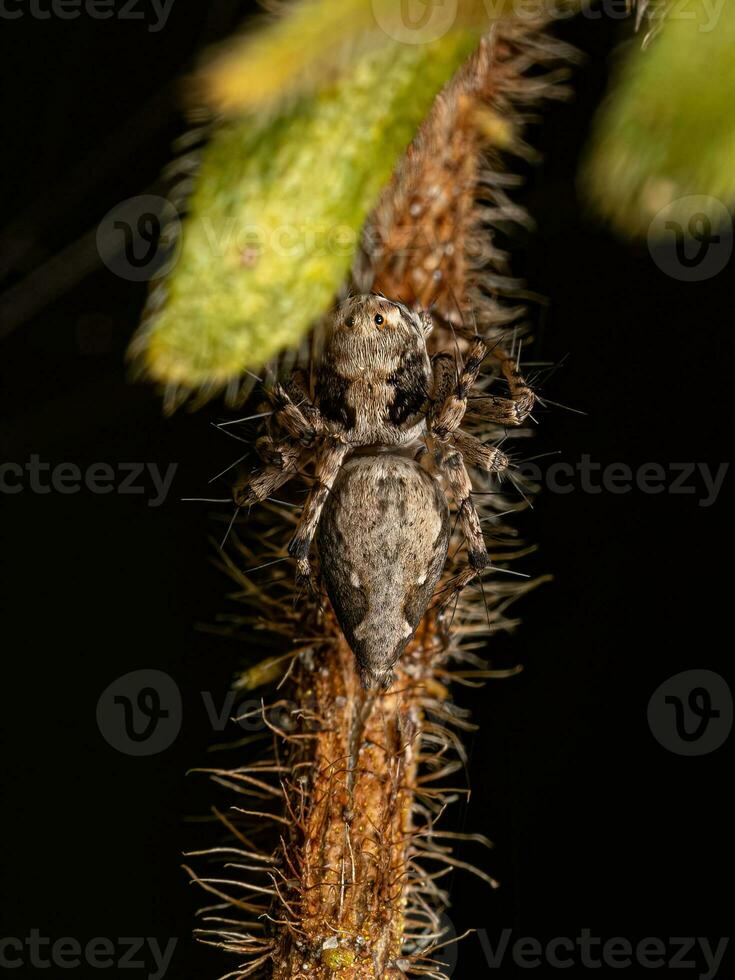 kleine Luchsspinne foto