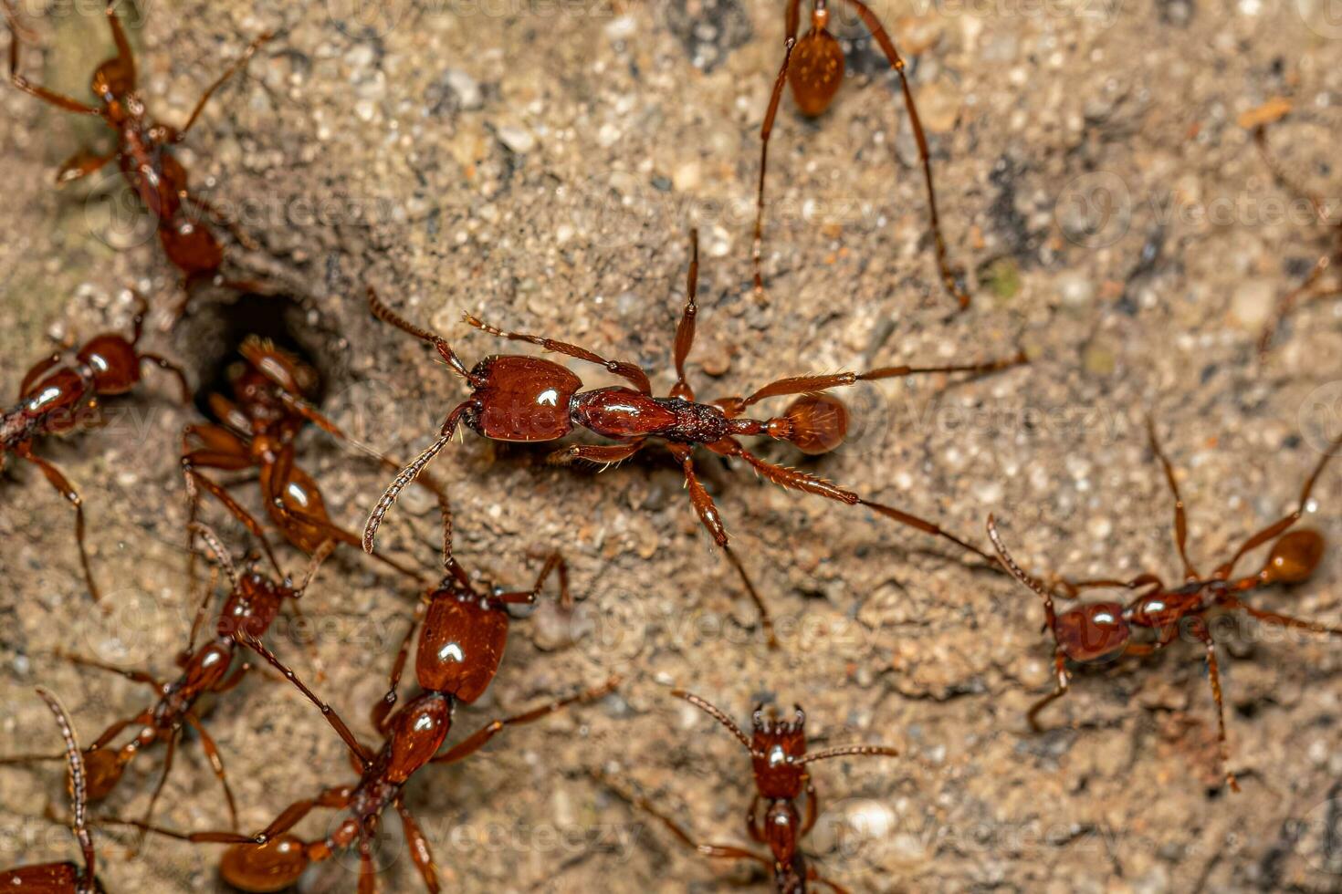 Erwachsene weiblich neivamyrmex Heer Ameisen foto