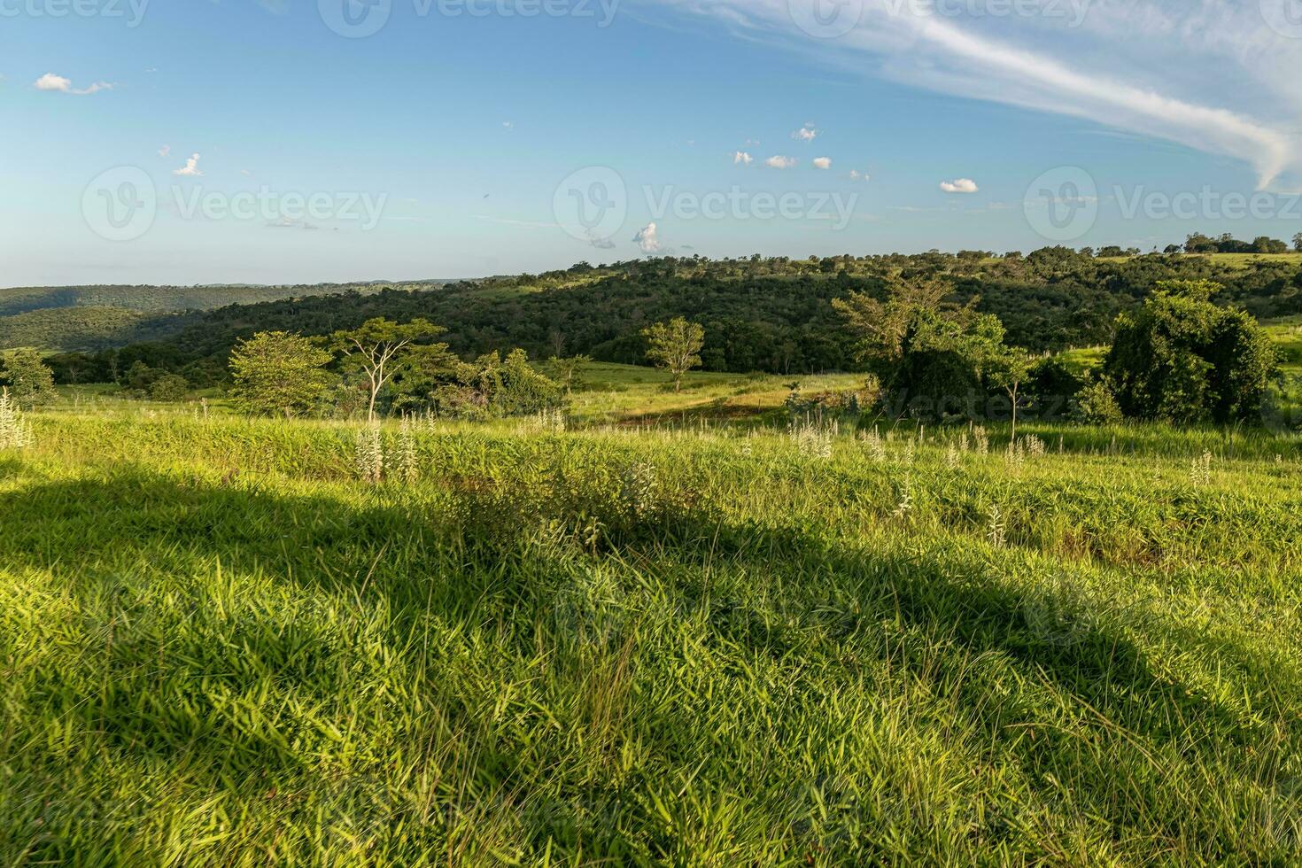 Weide Feld zum das Vieh erziehen foto