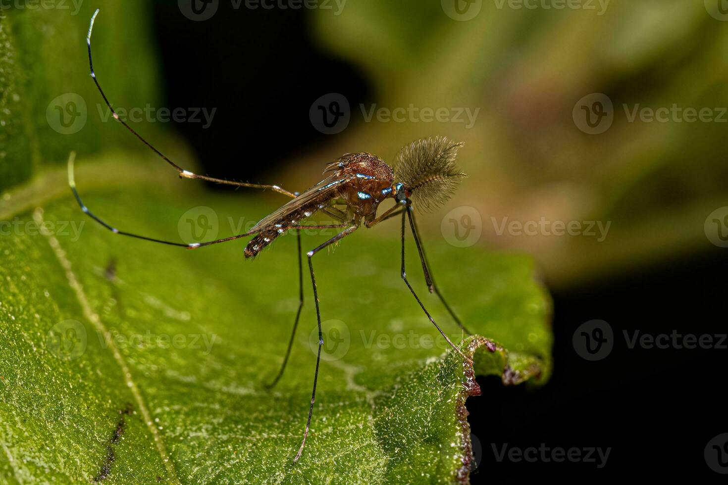 erwachsenes männliches Culicine-Mückeninsekt foto