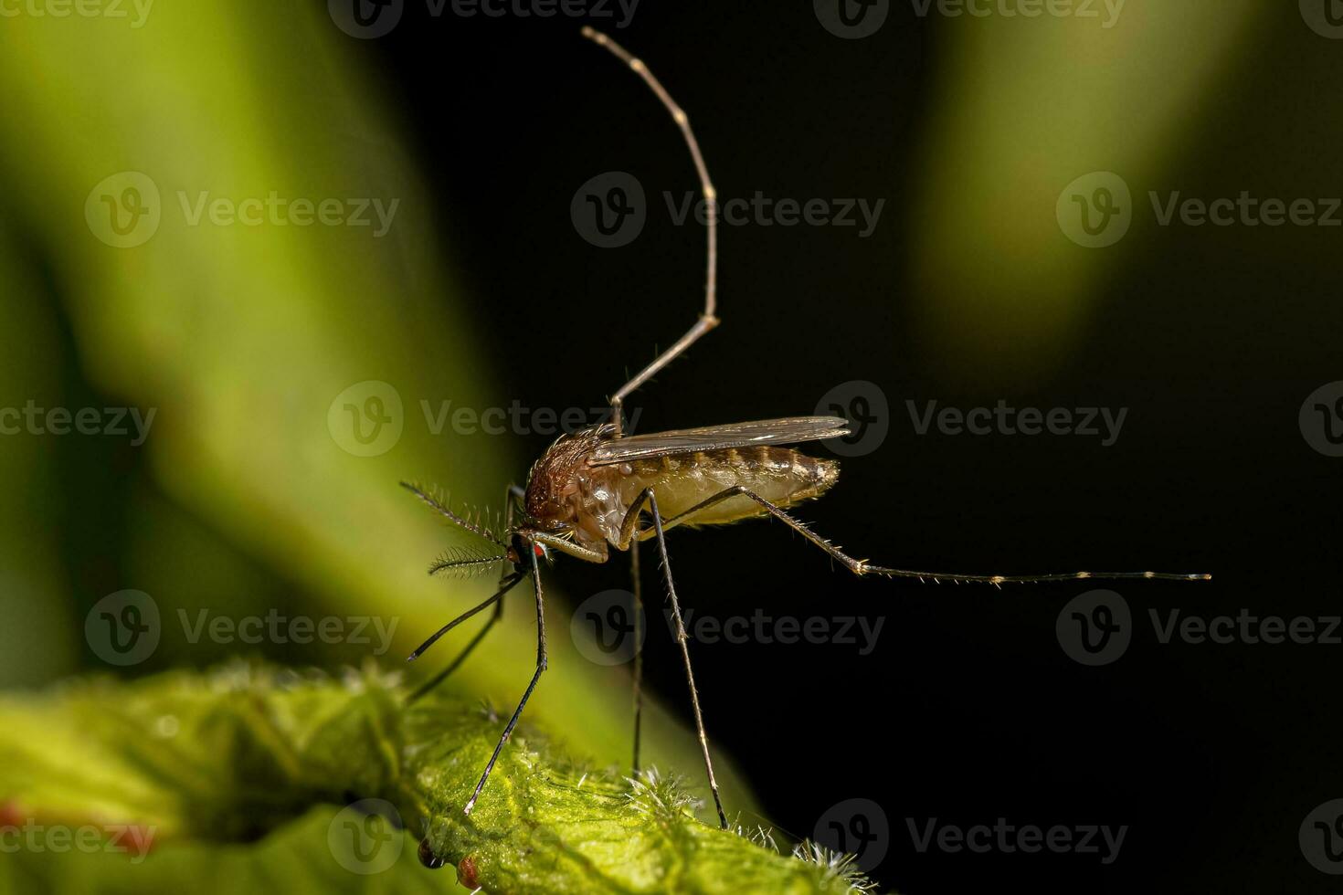 erwachsenes weibliches Culicine-Mückeninsekt foto