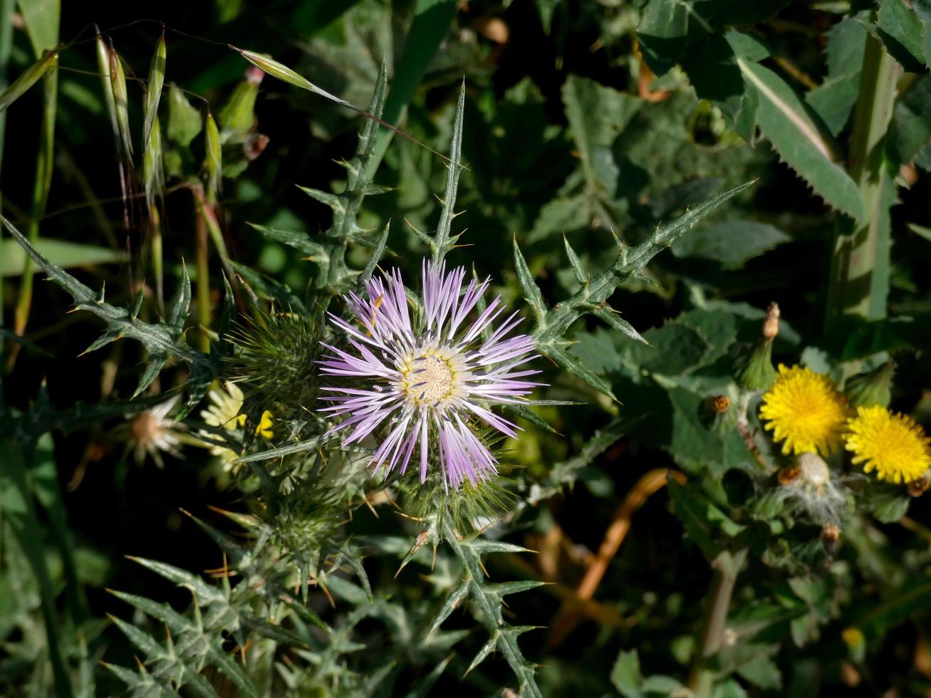 Wildblumen und Kräuter foto