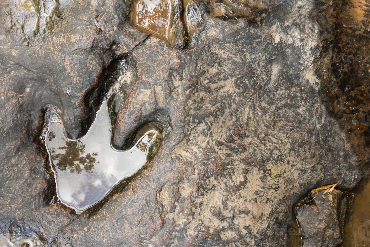 Fußabdruck des Dinosauriers Carnotaurus auf dem Boden in der Nähe des Baches im Phu Faek National Forest Park, Kalasin, Thailand. Wasser darauf angemeldet foto