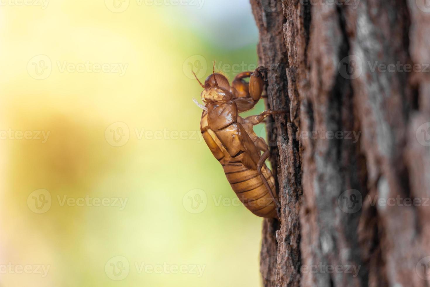 Sumpf von Zikadeninsektenhäuten auf Kiefern im Nationalpark Thung Salaeng Luang. Provinz Phetchabun und Phitsanulok. nördlich von thailand. Makro und Nahaufnahme Seitenansicht foto