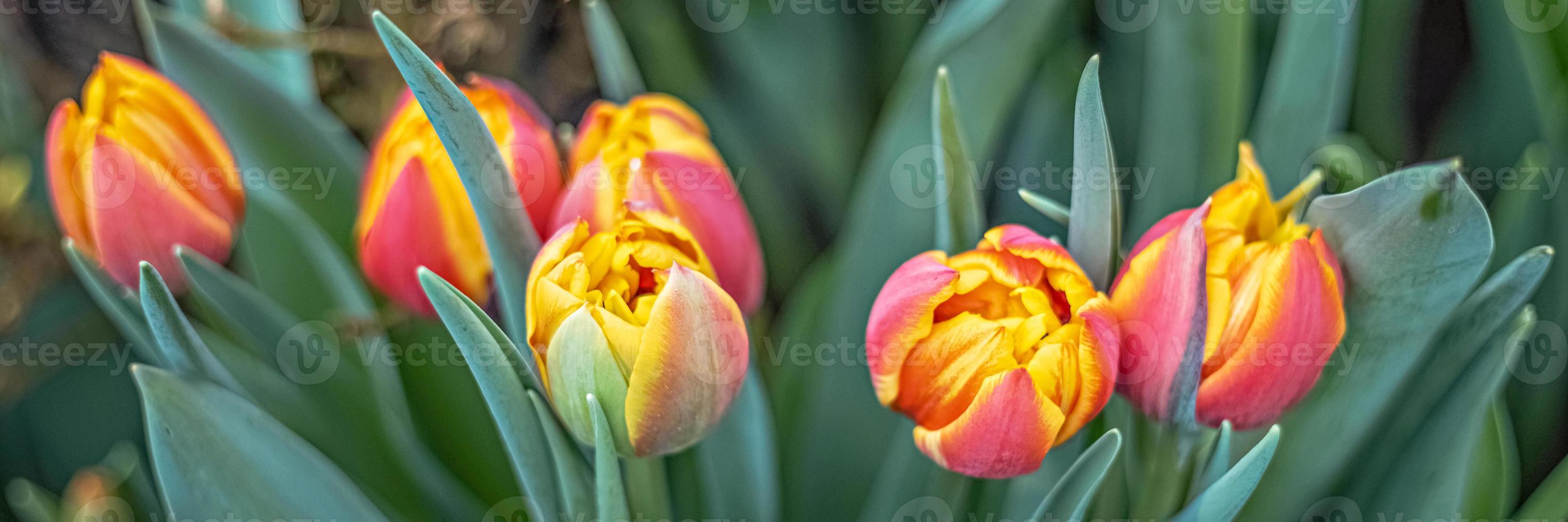 gelb-rote Tulpen auf einem Blumenbeet im Garten. Frühling. blüte.banner foto