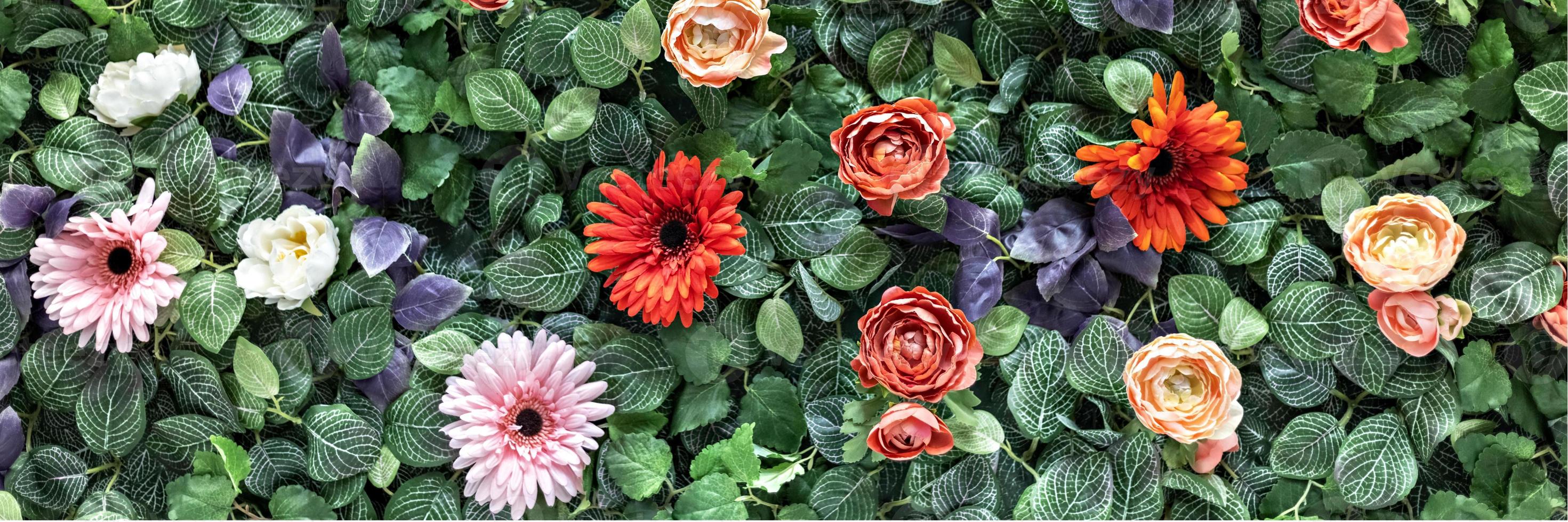 Hintergrund von künstlichen roten Frühlingschrysanthemen und Pfingstrosen im Garten. Frühling. blühende wand.banner foto