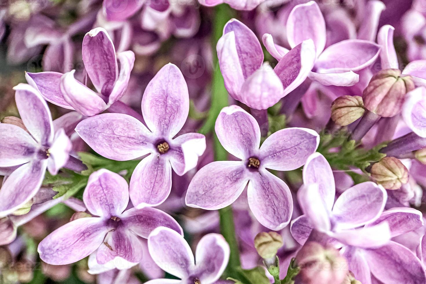 Hintergrund aus blühenden Zweigen von lila Flieder. Frühling. foto