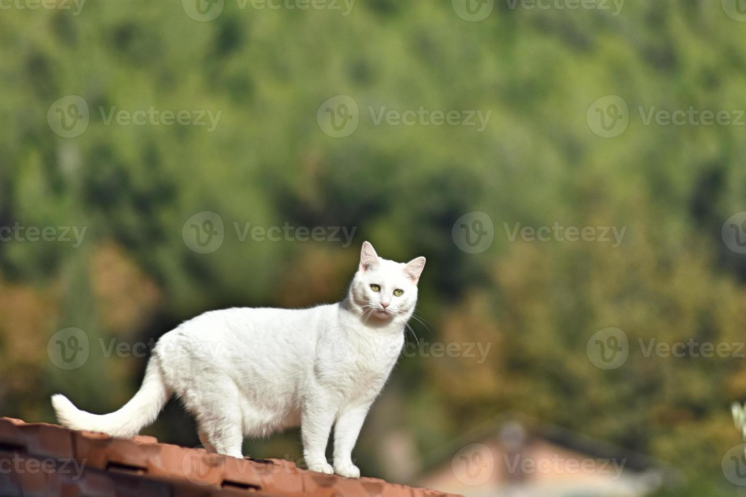 das Katzenportrait foto