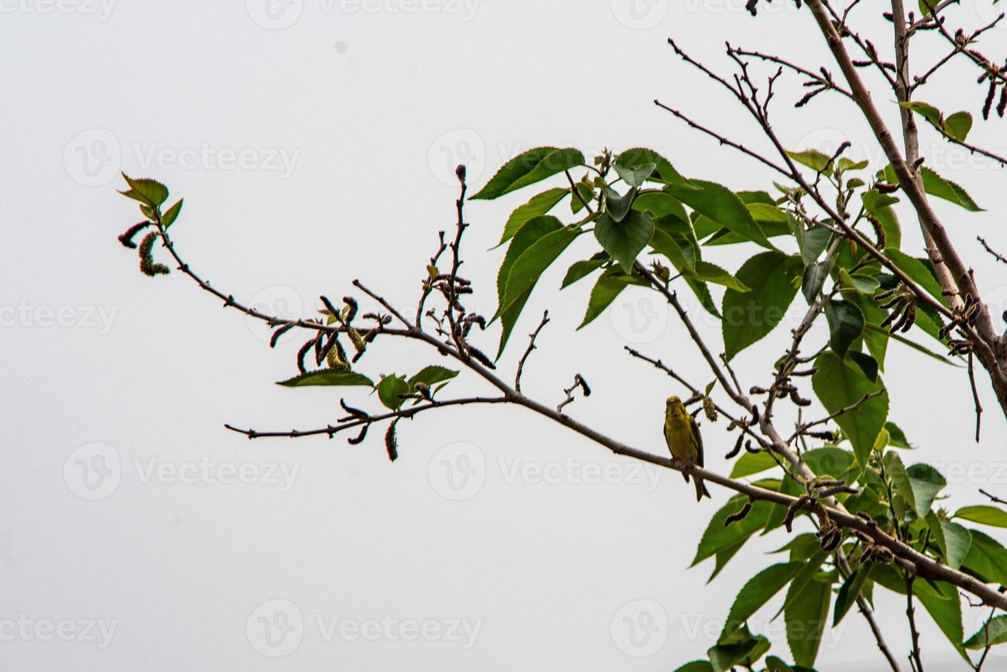 Grünfinkvogel auf Nahrungssuche foto