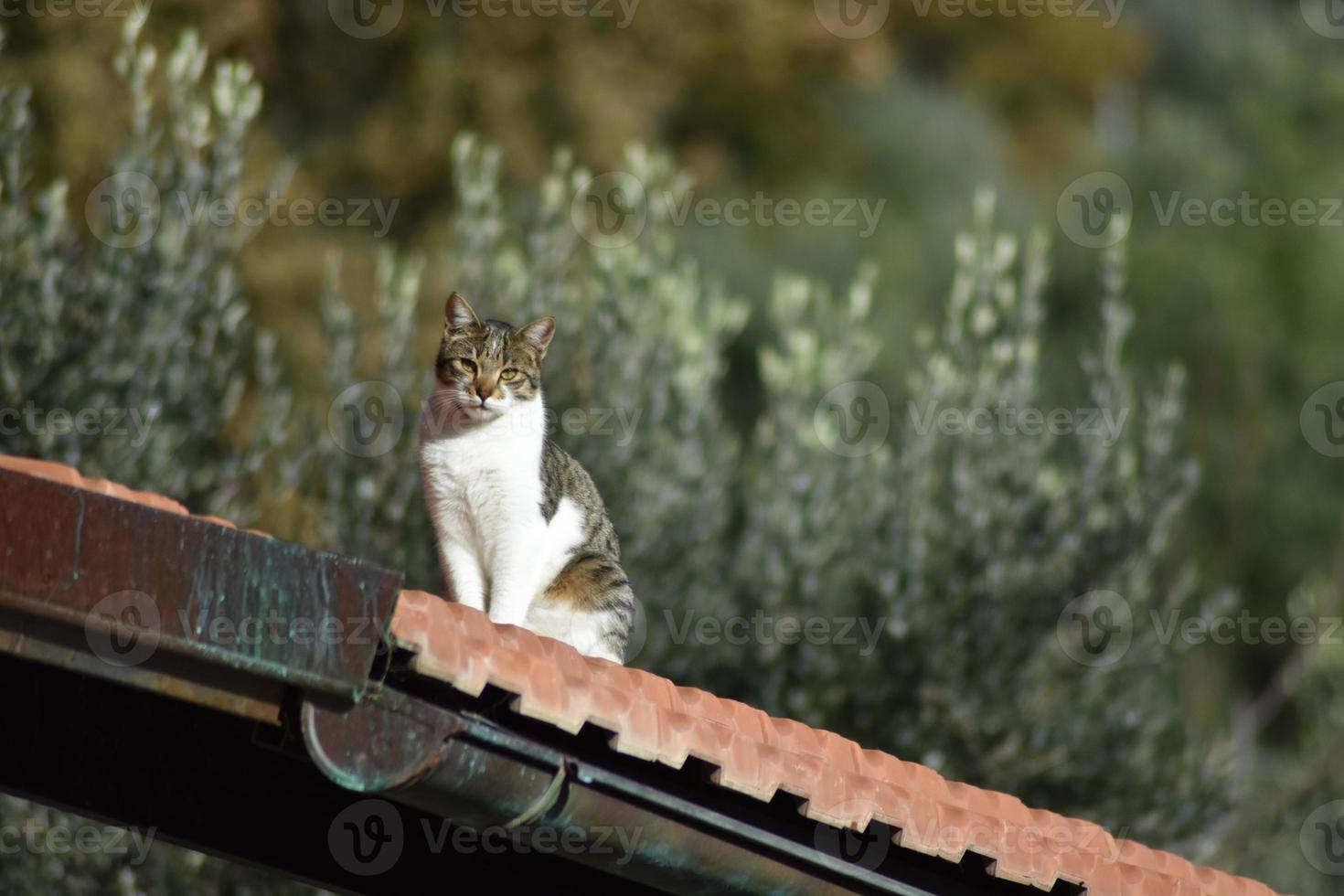 das Katzenportrait foto