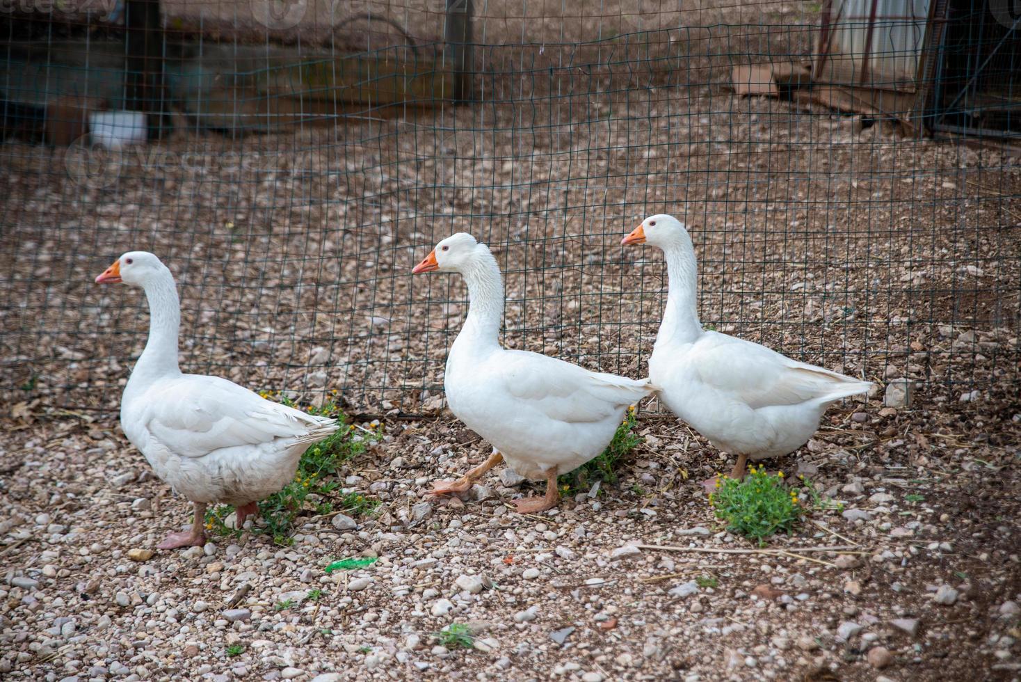 die weißen Gänse foto