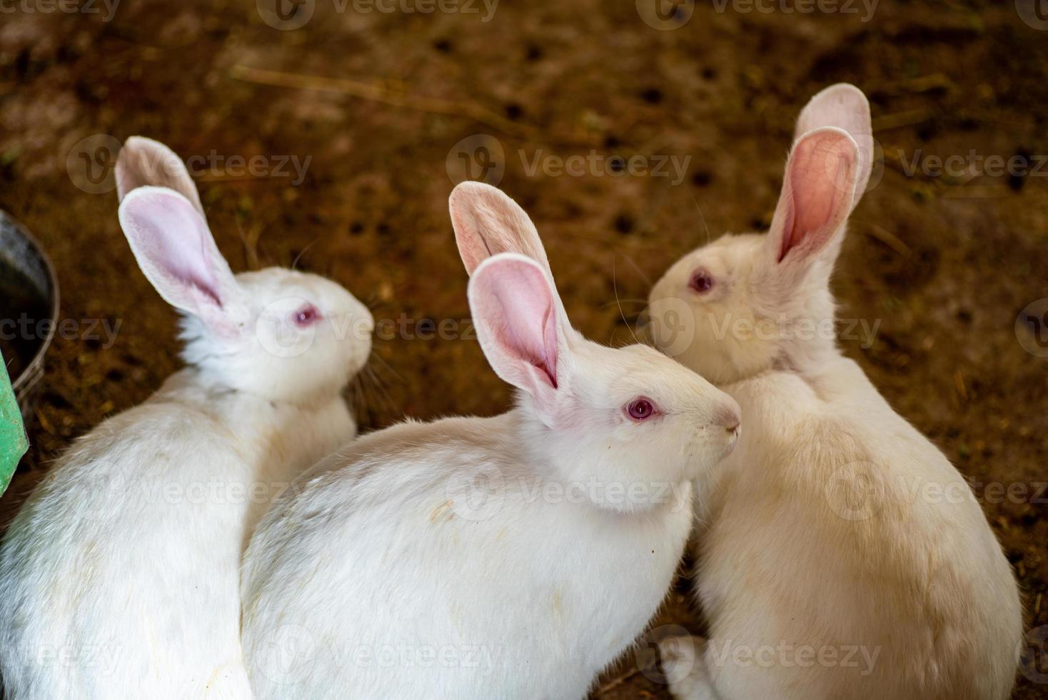 die weißen Kaninchen foto