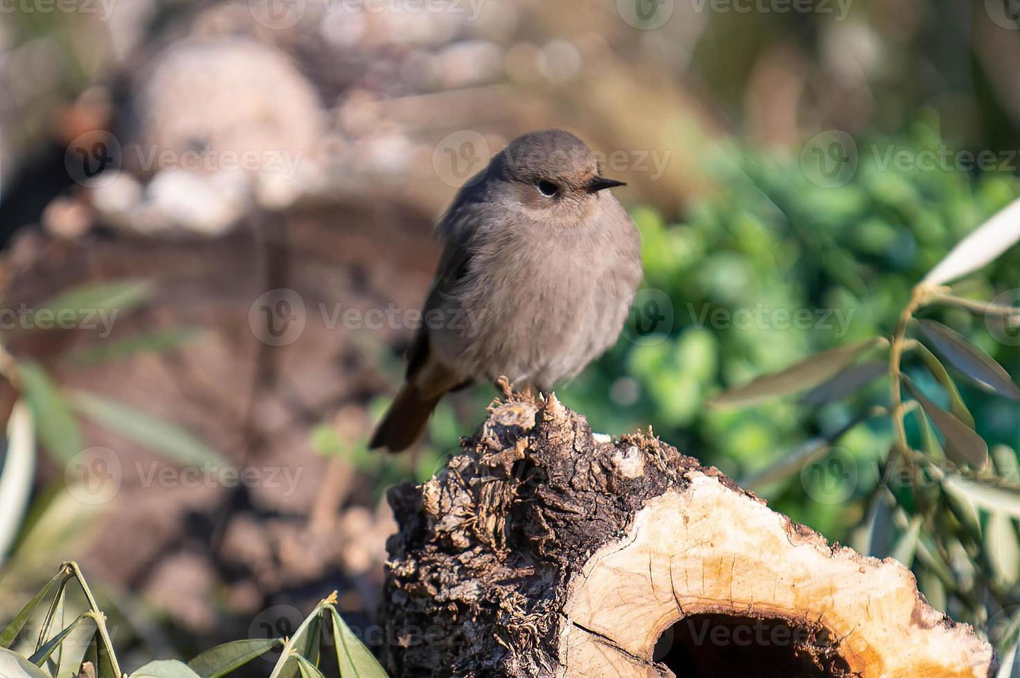 ein Gartenrotschwanz auf einem Baumstamm foto