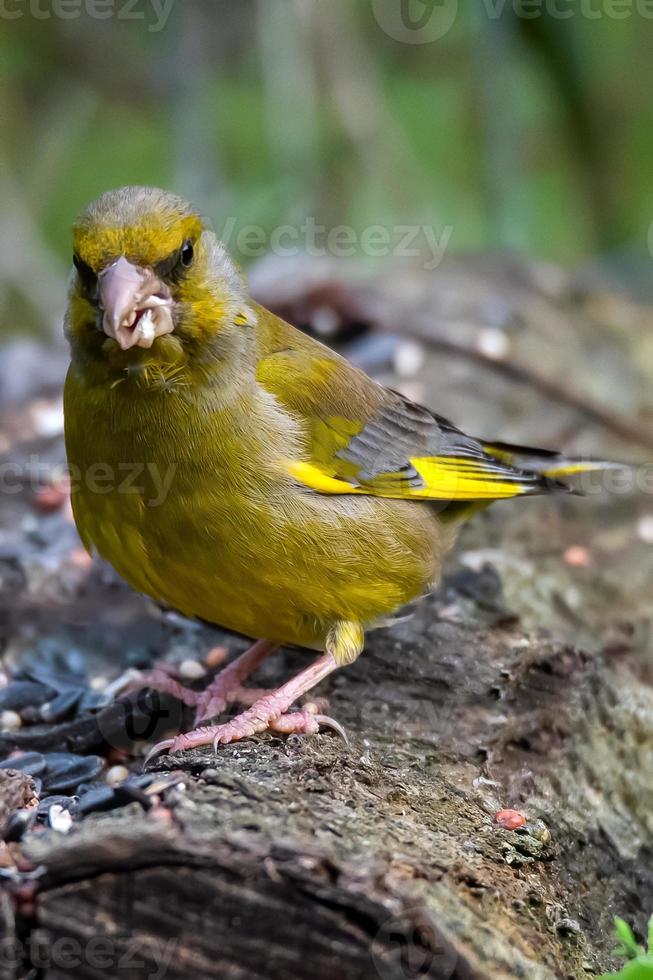 Grünfinkvogel sitzt auf einem Ast foto