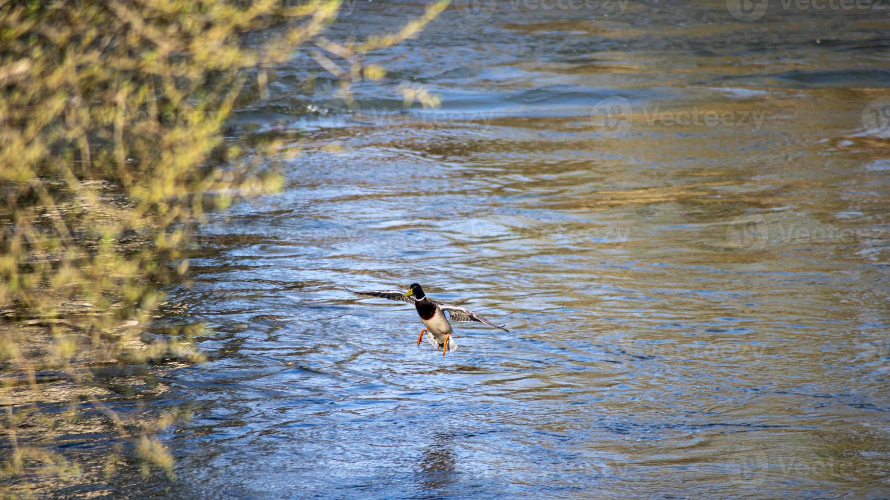 Stockente Wasservogel auf dem Fluss foto