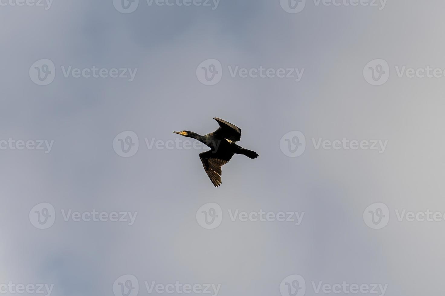 Kormoranvogel auf der Suche nach Beute foto