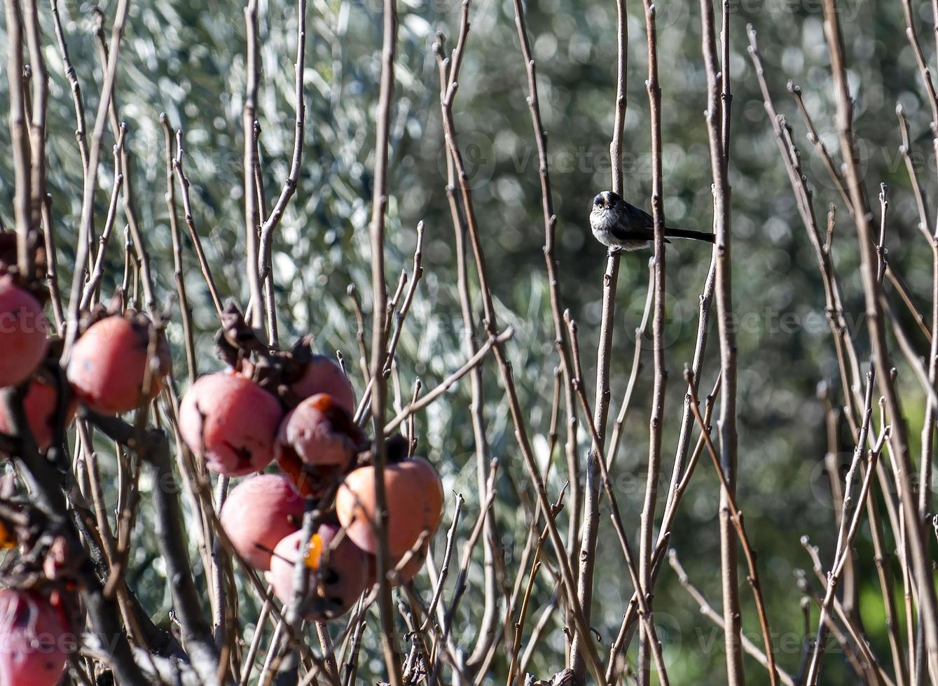 Langschwanzmeisenvogel auf einer Caguspflanze foto
