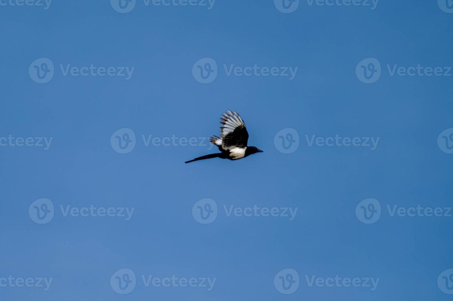 flüchtige Elster, die frei am Himmel fliegt foto