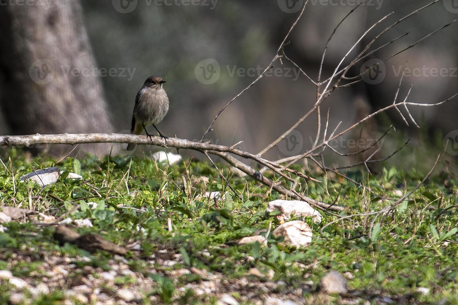 Gartenrotschwanzvogel thront auf Vegetation foto