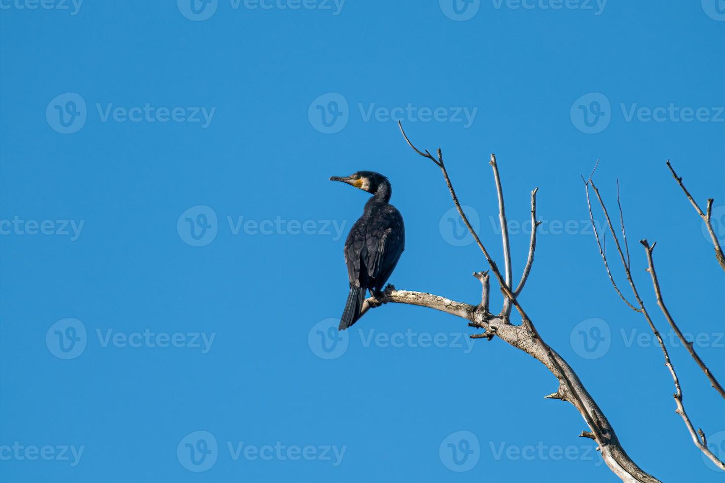 Kormoranvogel auf einer Pflanze platziert foto