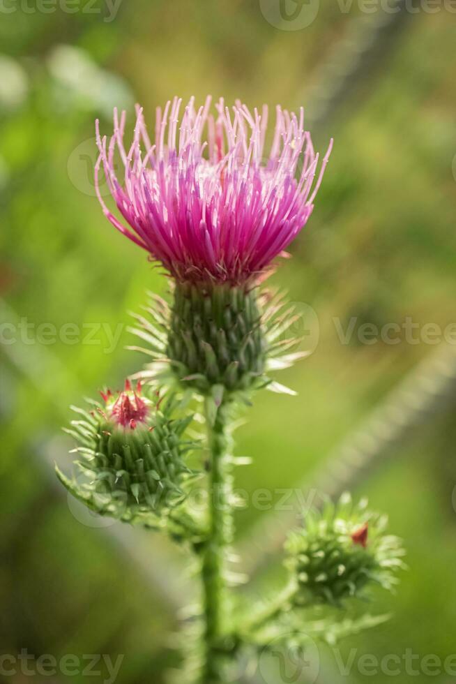 schön Rosa Distel Blume mit zwei Knospen auf Grün Bokeh Hintergrund foto