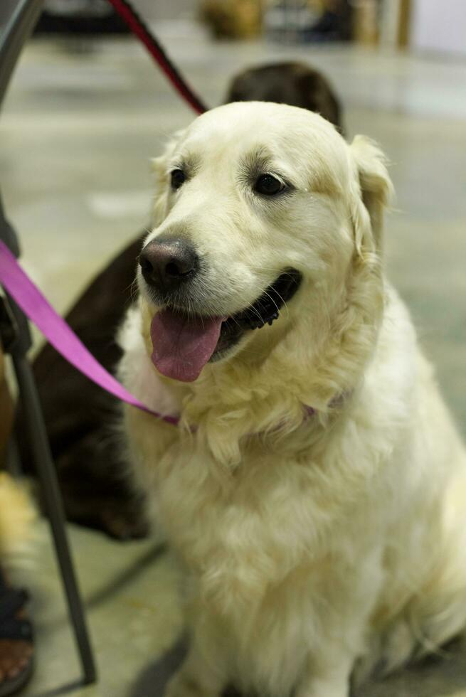 schließen oben Labrador Retriever Hund mit Hund Leine auf das Fußboden im das Haustier Messe mit Menschen Füße foto