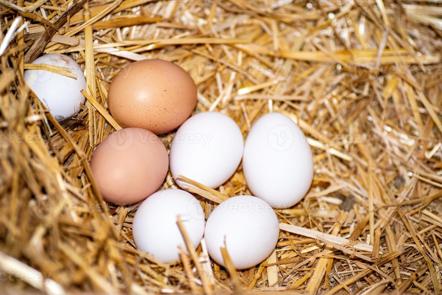 frisch gefütterte Eier foto