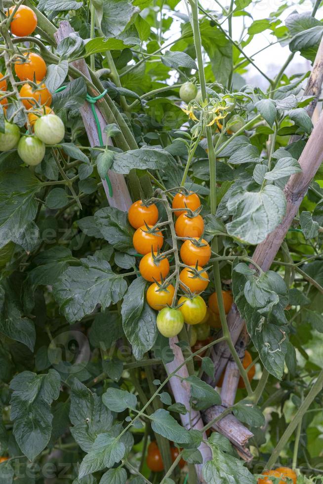 Tomaten für Nahrungszwecke während des Wachstums foto