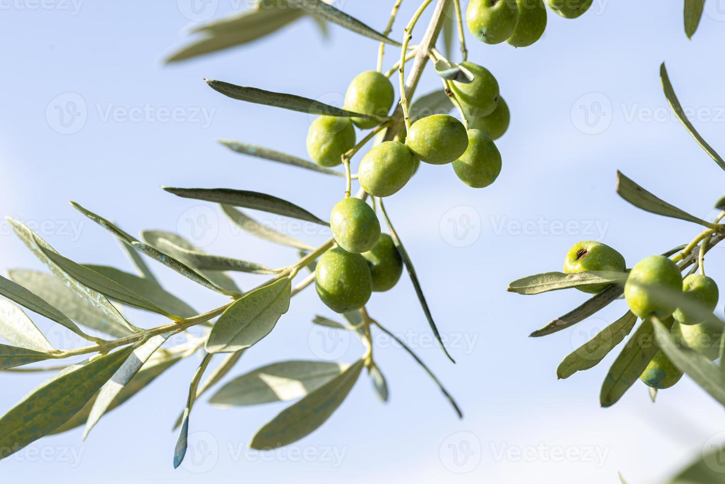 Olivenfrucht am Baum foto