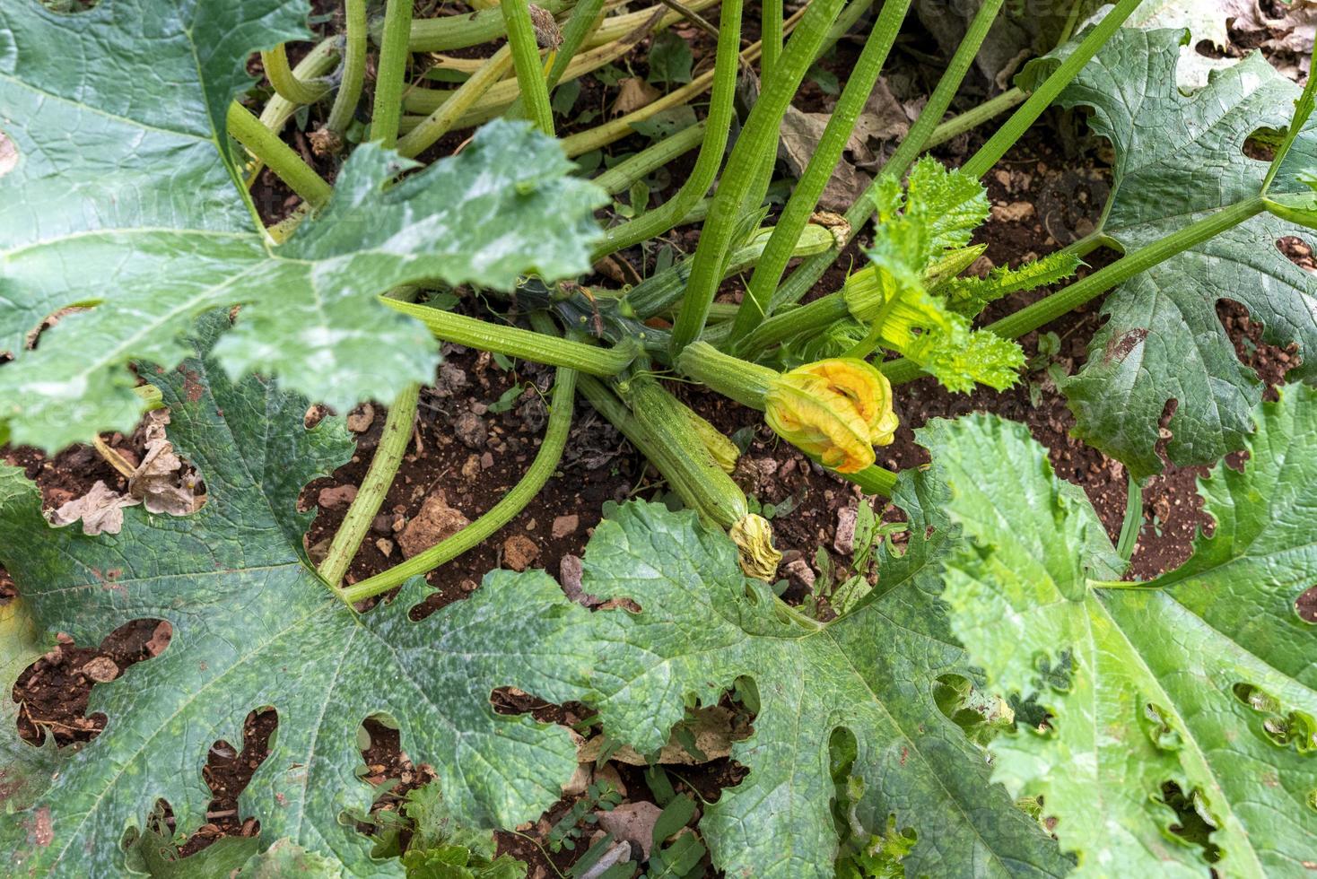 wachsende Zucchini mit erntebereiten Blüten foto