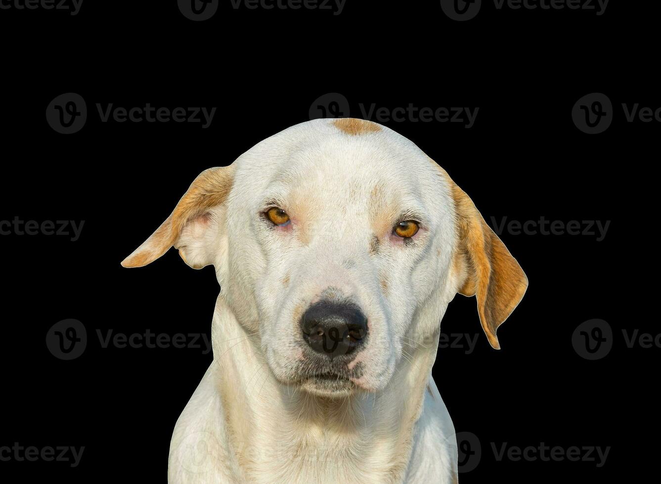 schön Hund isoliert auf schwarz Hintergrund zum beide Typografie und Netz Seiten mit Schnitt Wege und Alpha Kanal foto