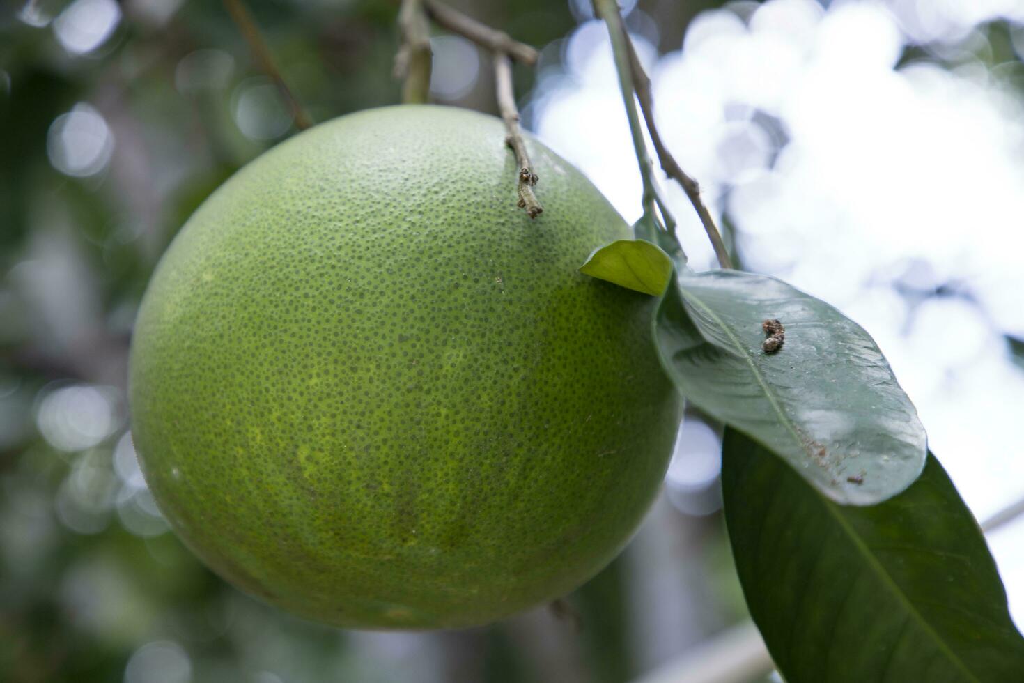 Grün Pampelmuse Zitrusfrüchte Grandis Pampelmusen sind das die meisten prominent Früchte Orangen hängend auf das Baum Ast foto