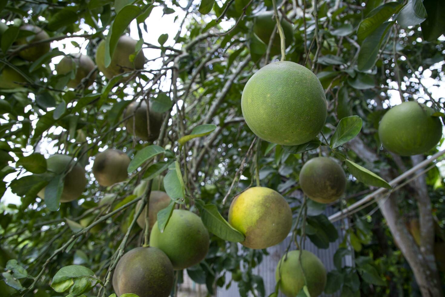 Grün Pampelmuse Zitrusfrüchte Grandis Pampelmusen sind das die meisten prominent Früchte Orangen hängend auf das Baum Ast foto