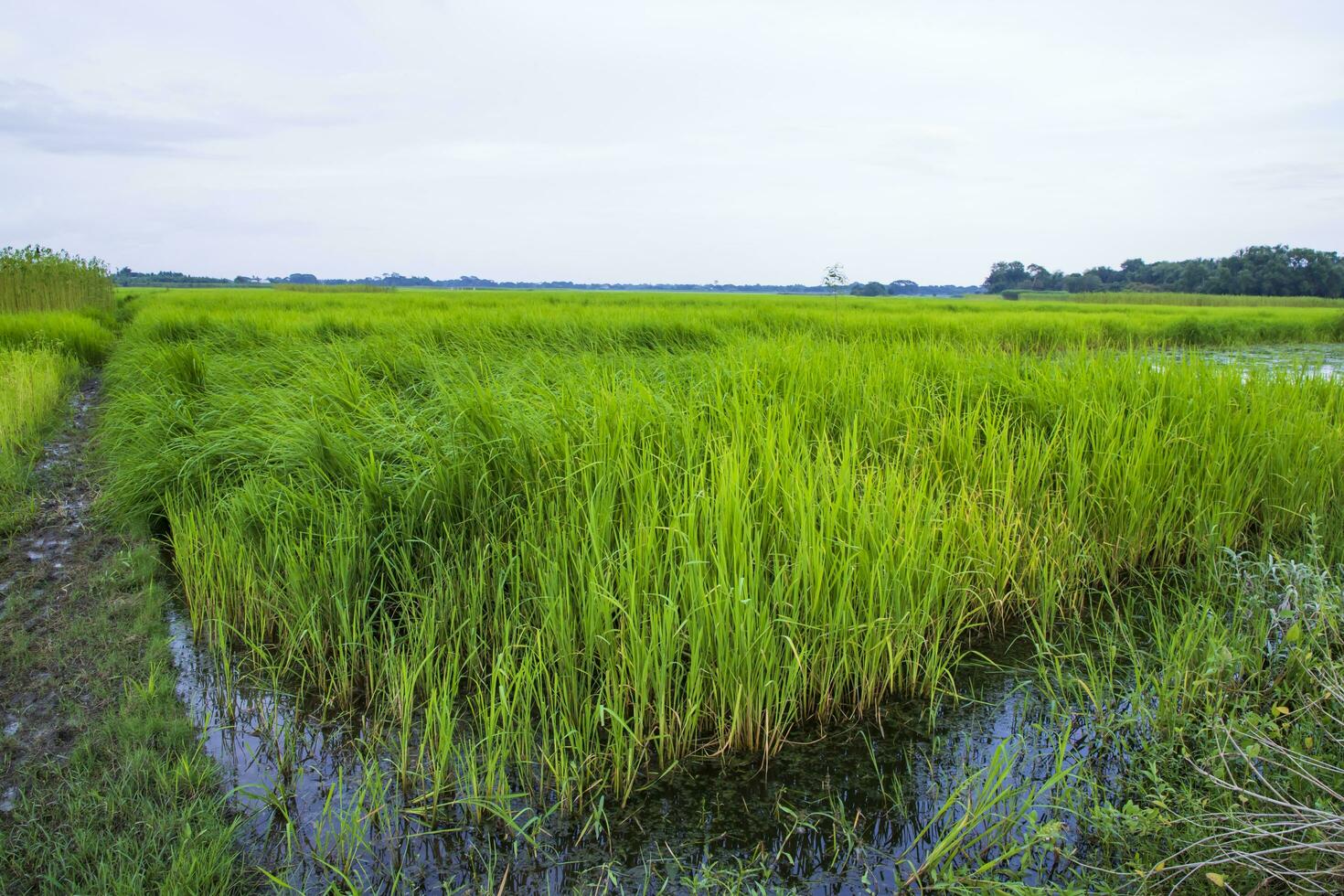 Grün Reis Landwirtschaft Feld Landschaft Aussicht mit Blau Himmel im das Landschaft von Bangladesch foto