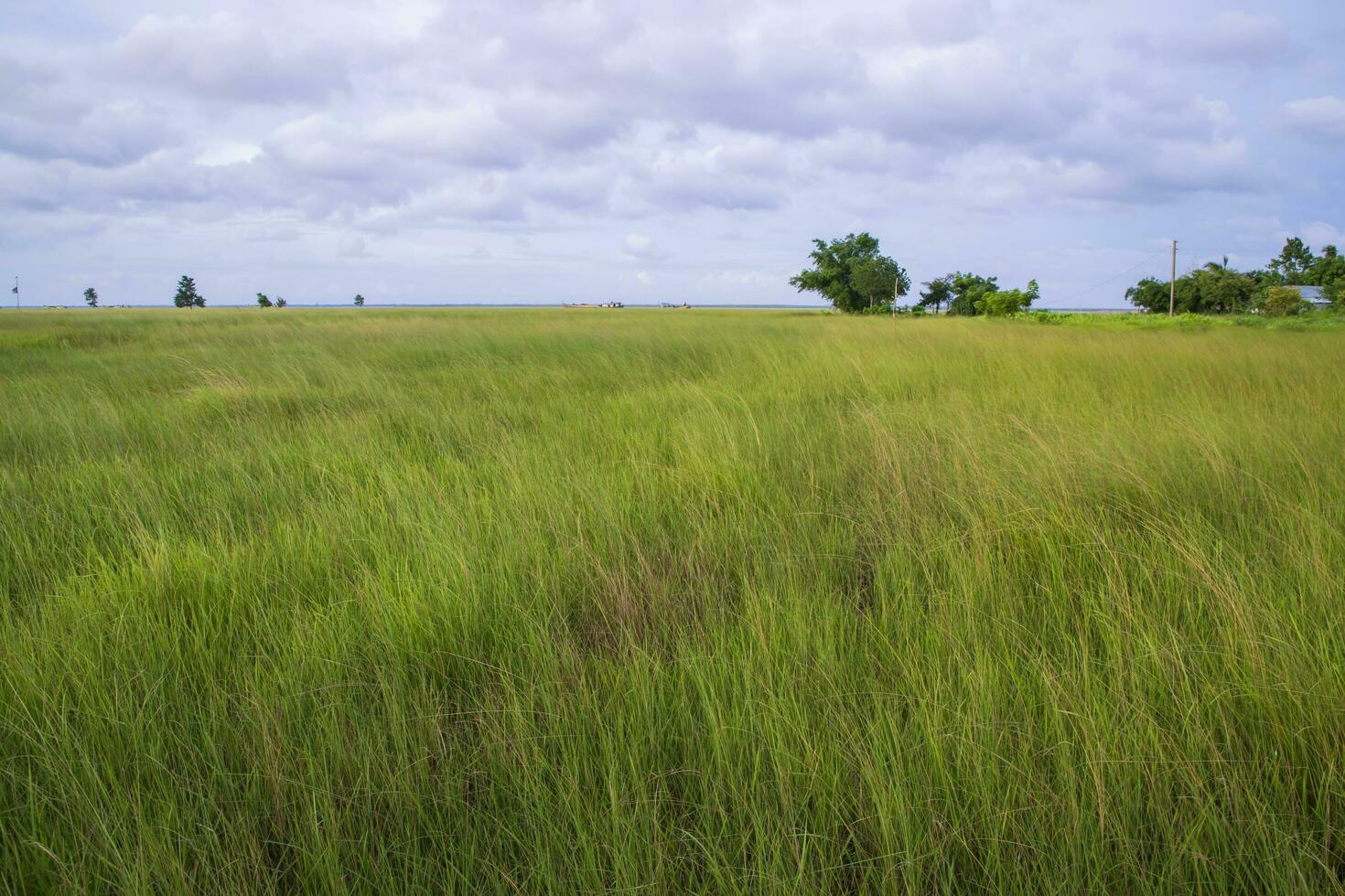 natürlich Landschaft Aussicht von Grün Gras Feld mit Blau Himmel foto